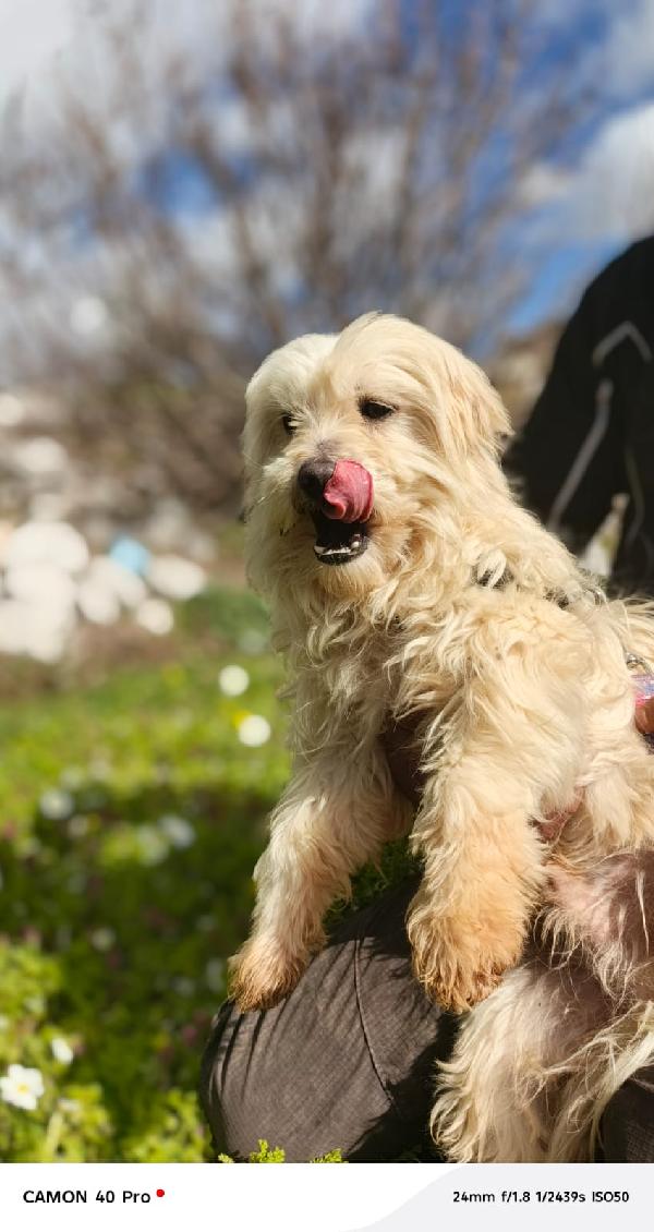Diego, un adorabile maltese Foto 6